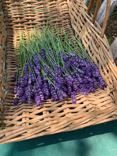 English Lavender Seed Kit Growing Supplies And Lavender Seeds In T