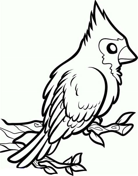 Seven states in the u.s. How to Draw a Red Cardinal Bird Coloring Page: How to Draw ...