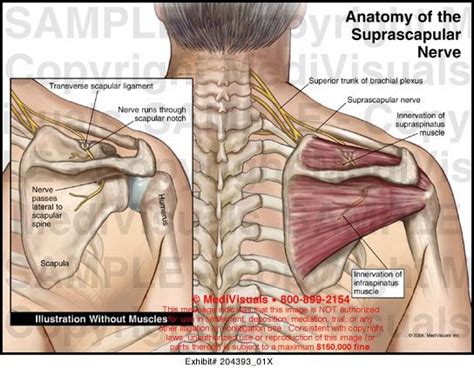 Suprascapular Nerve For Shoulder Surgery Chicago Criminal And Civil