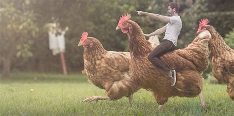 How A Guy Riding A Chicken Became An Overnight Street Art Sensation
