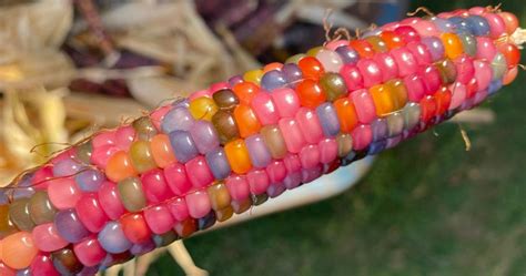 You Can Grow Your Own Rainbow Glass Gem Corn For Just 499 And Its