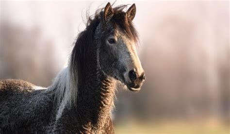 curly horse facts helpful horse hints
