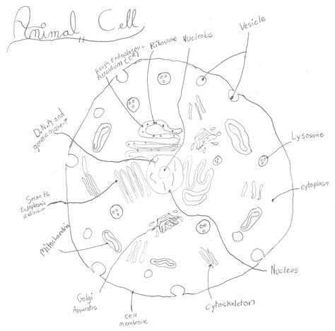 Hand Drawn Animal Cell Diagram Plant Cell Definition Structure Parts