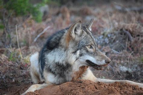 Michigans Gray Wolf Population Remains Stable