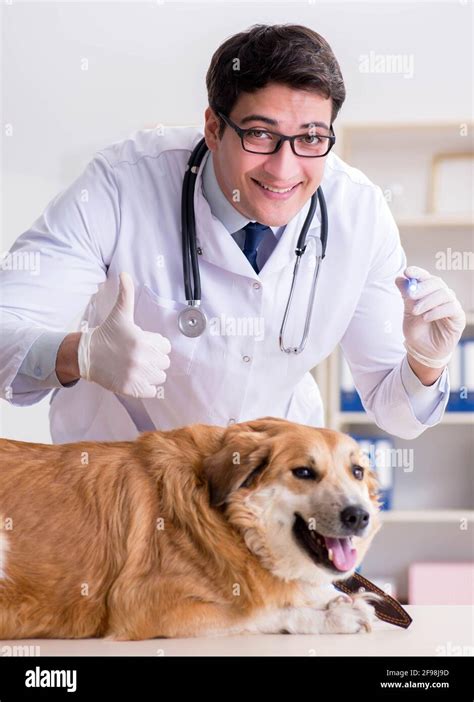 The Doctor Examining Golden Retriever Dog In Vet Clinic Stock Photo Alamy