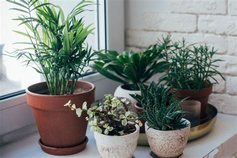 3 Easy Care House Plants Perfect For Growing In Any Home