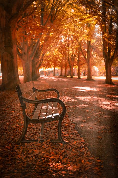 Wowtastic Nature 💙 The Autumn Bench On 500px By Gary Clark Clevedon