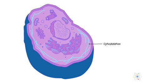Unlike the eukaryotic cellsof plants and fungi, animal cells do not have a cell wall. Cytoskeleton: Definition, Structure & Function (with ...