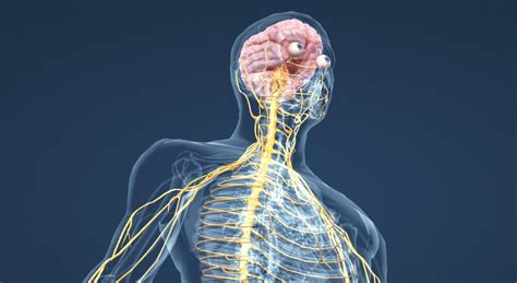 Anatom A Estructura Y Funcionamiento Del Sistema Nervioso Fisioonline