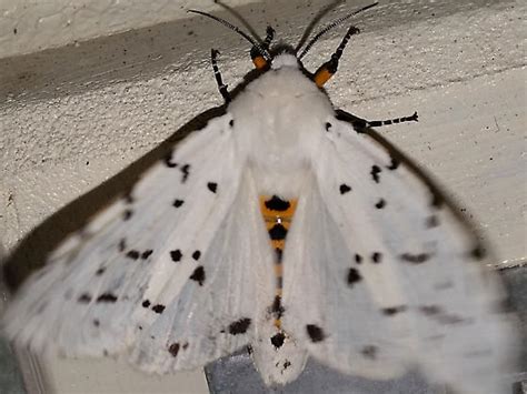 Estigmene Acrea Salt Marsh Moth Estigmene Acrea BugGuide Net