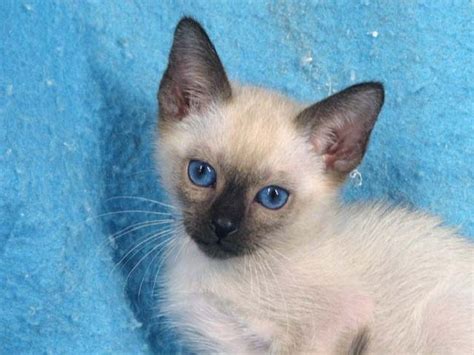 Seal Point Balinese Cats Pets Photos Siamese Cats Siamese Cats