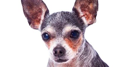 Old Chihuahua Caring For Your Senior Dog