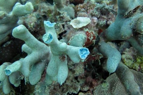 Heliopora Coerulea Blue Coral Variety 3 Living Oceans