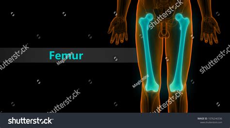 Human Skeleton System Femur Bone Joints Stock Illustration 1076246336