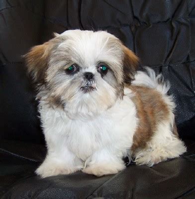 Check spelling or type a new query. Chinese Imperial Dog Info, Temperament, Puppies, Pictures