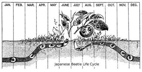 Life And Death Cycle Of Japanese Beetles