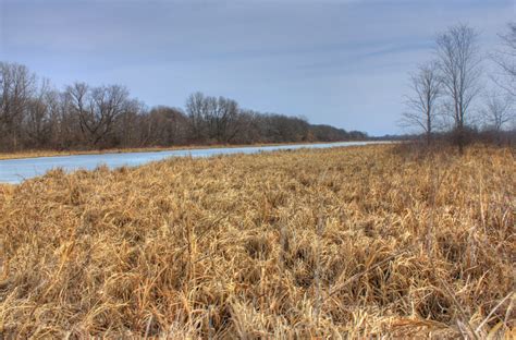 Grasses Of The Marsh On The Great River Trail Wisconsin Image Free