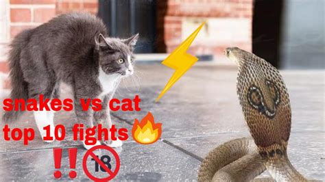 Top 10 Fights Cats Vs Snakes Cobra Youtube