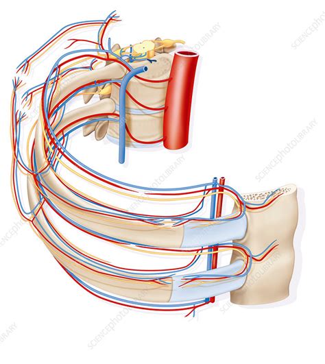 Review the anatomical characteristics of the rib and ribcage in this interactive tutorial and test your introduction to the structure of the ribcage and ribs: Rib anatomy, artwork - Stock Image - C010/7450 - Science ...