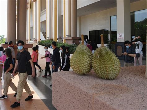 Durian musang king raub include various kinds of fruits from various regions all over the world and offer consumers a way to enjoy fruits that may the. No official agreements between Royal Pahang Durian Group ...