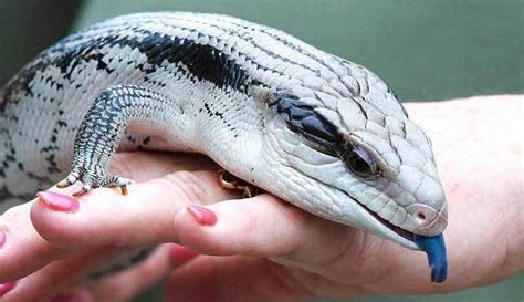 5 BEST Pet Reptiles for Beginners & Kids to Own + are Easy ...