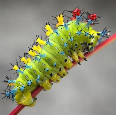 Top 10 Most Beautiful Insects In The World Beautiful Insects