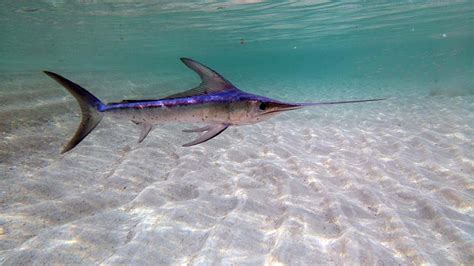 Things You Didnt Know About Swordfish Ocean Conservancy