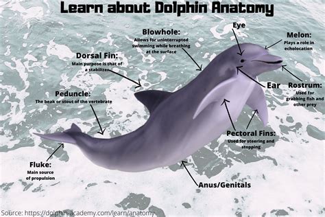Anatomy Of A Dolphin Bloomsburg Infographics