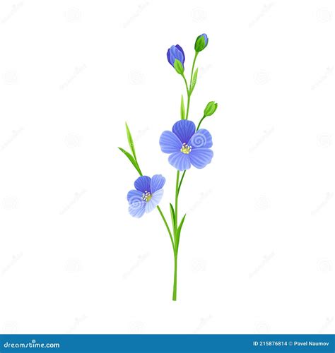 Blue Common Flax Or Linseed Cultivated Flowering Plant Specie Vector