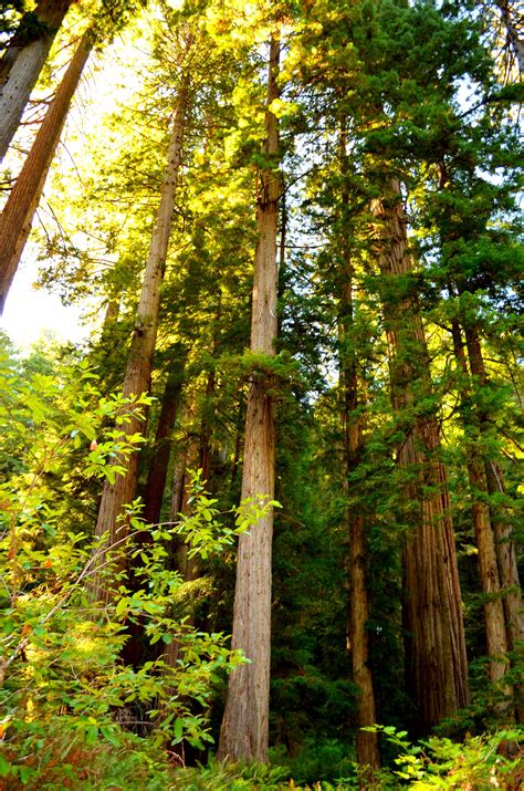 Prairie Creek Redwoods State Park Ca Cores