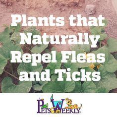 Plants that Naturally Repel Fleas and Ticks and are safe for pets ...