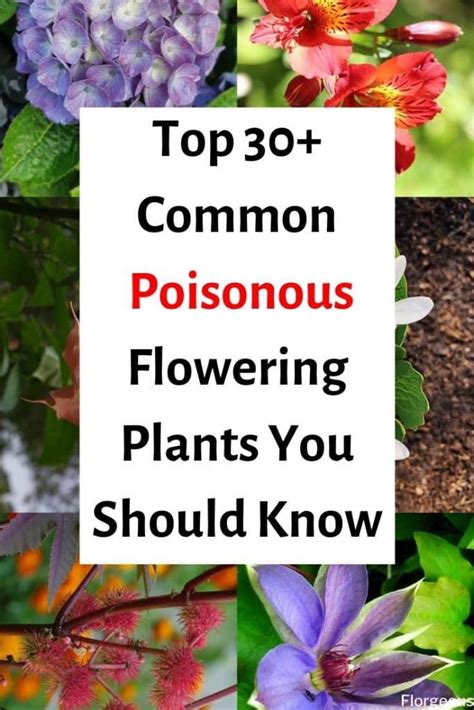 30 Common Poisonous Flowering Plants You Must Know Florgeous Deadly