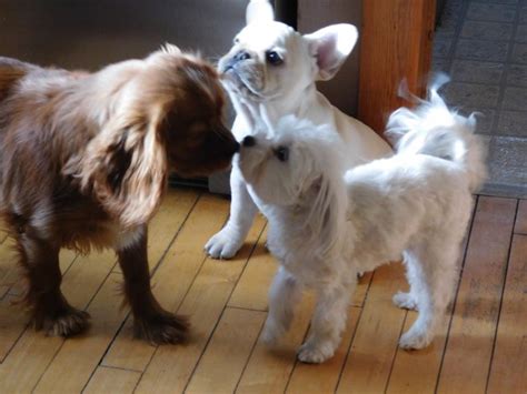 French bulldog puppy,blue, male, 3 months. 4-Ever Best Friends, French Bulldog Breeder in Suring ...