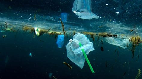 A Porto Cesareo Il Primo Centro Per La Plastica Raccolta In Mare