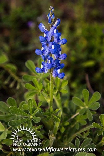 Pretty flowers wild flowers wimberley texas only in texas texas travel texas hill country blue bonnets paint brushes i fall in love. Thumbnail Index of Blue / Purple Texas Wildflowers : Texas ...