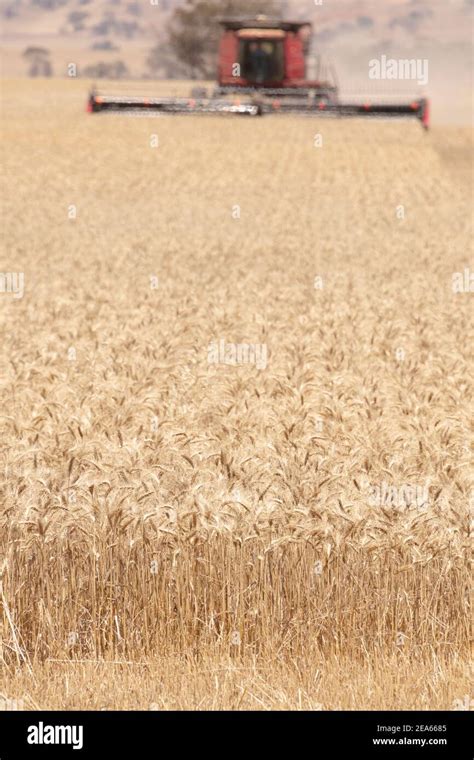 Wheat Being Harvested Stock Photo Alamy