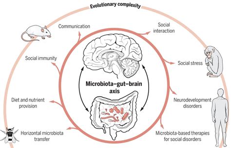 Microbiota And The Social Brain Science