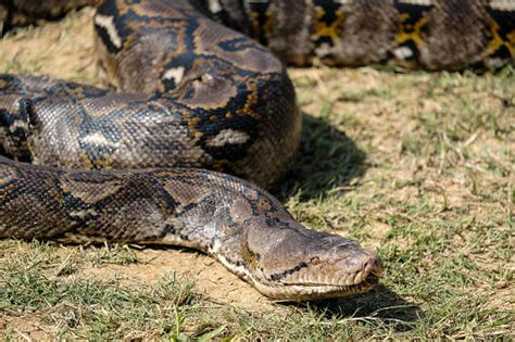 23 Foot Long Python Swallows Indonesian Woman Las Vegas Review Journal