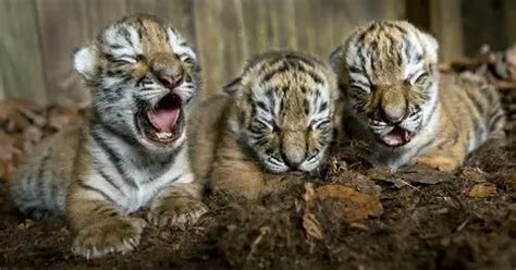 Pet Insurance Female Bengal Tiger And A Siberian Tiger Give Birth To