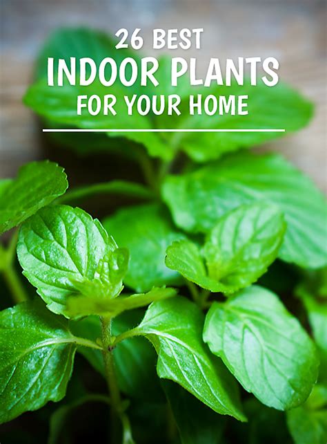 Snake plants remove all sorts of toxins including. 26 Best Indoor Plants for Your Home