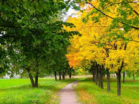 1080p Free Download Summer Autumn Change Trees Foliage Change