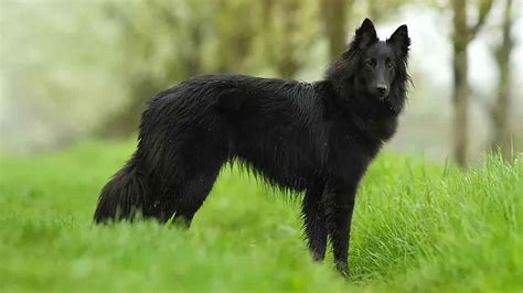 Groenendael Information And Dog Breed Facts Pets Feed
