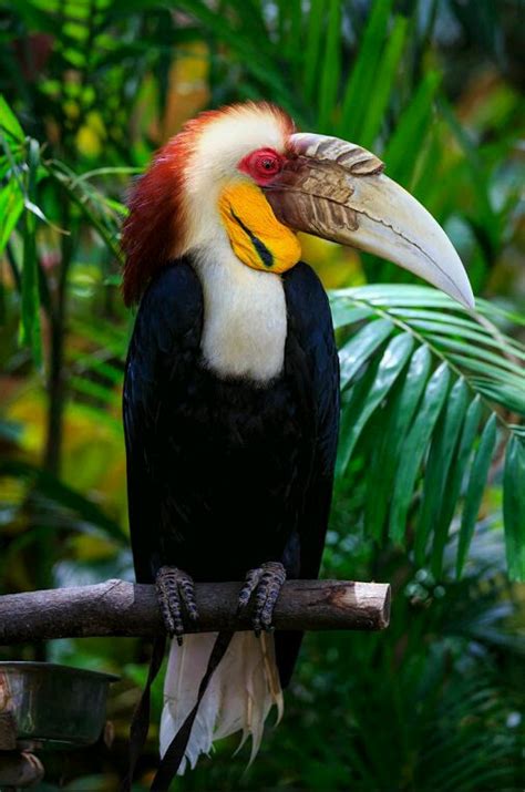 Birds In Thailand Wreathed Hornbill