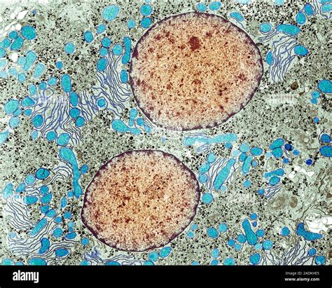 Liver Cell Coloured Transmission Electron Micrograph Tem A Healthy