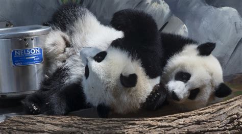 Zoo Atlanta Celebrates Giant Panda Twins First Birthday
