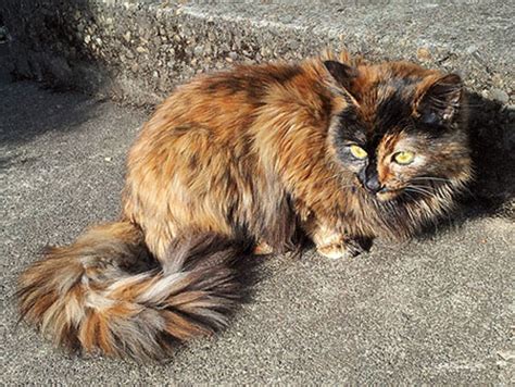 Do Tortoiseshell Cats Really Have Tortitude Catster