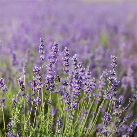 Common English Lavender Flower Garden Seeds 1 Lb Perennial Herb