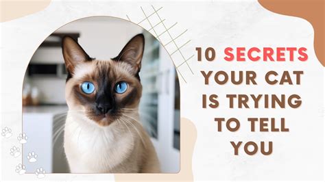 10 Secrets Your Cat Is Trying To Tell You Youtube