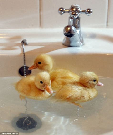 One baby bath review did note the base could be a little slippy and recommended adding a bath mat inside as an extra precaution. Most people keep their ducks in the bath... but this lot ...