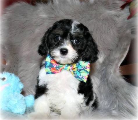 Looking at the size of the parents, especially the mother, can give you a good idea of what to expect when it comes to size. Cavapoo Puppy for Sale - Adoption, Rescue for Sale in ...